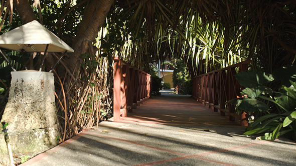 Crossing Small Wooden Bridge Among The Palm Branch