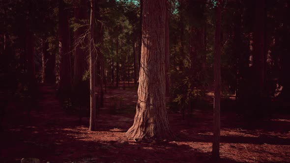 Giant Sequoias Trees or Sierran Redwood Growing in the Forest