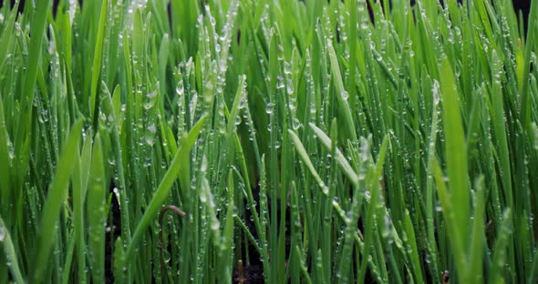 Green Grass Closeup Super Macro Shooting