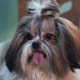Shih Tzu Dog - VideoHive Item for Sale