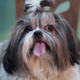 Shih Tzu Dog 1 - VideoHive Item for Sale