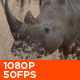 African White Rhino 01 - VideoHive Item for Sale