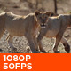 Pride of Lions Walking - VideoHive Item for Sale