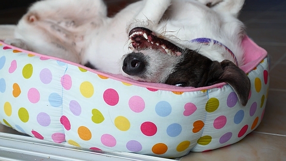 Funny Cute Dog Relaxing in Bed