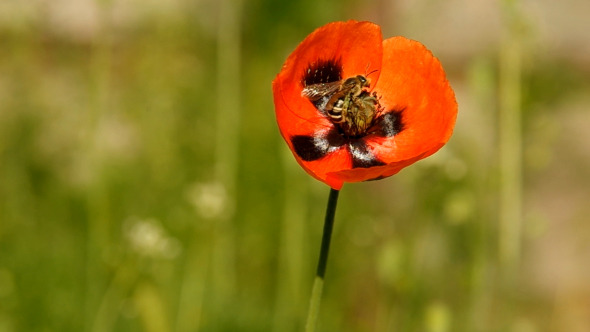 Bee on Poppy 03