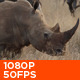 African White Rhino 03 - VideoHive Item for Sale