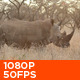 African White Rhino 04 - VideoHive Item for Sale
