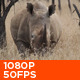 African White Rhino 05 - VideoHive Item for Sale