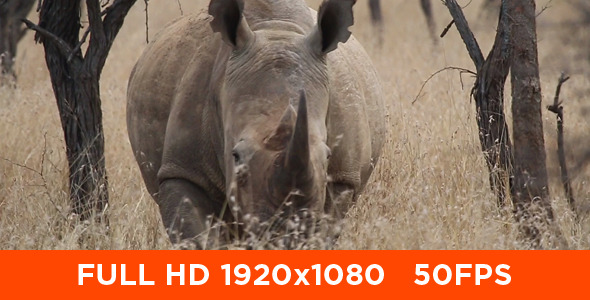 African White Rhino 05