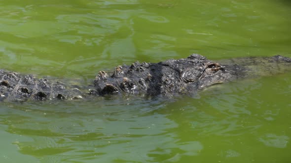 Crocodile Half Submerged in the River