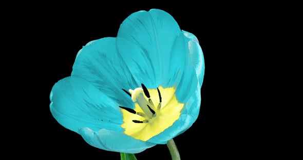 Blue Tulip Flower on Black Background, Time Lapse