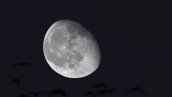 The Moon And Flying Birds