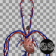 Circulatory System - VideoHive Item for Sale