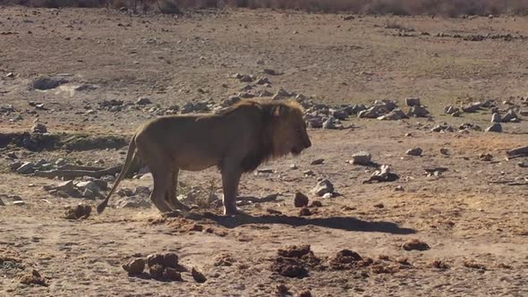 A male lion, Panthera leo walks across an open area and then vomits? out a meal he had enjoyed earli