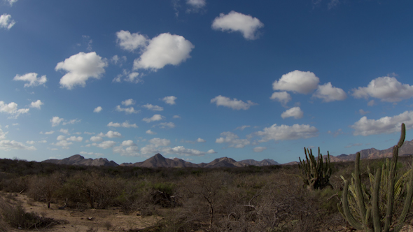 Cactus Desert Baja California Sur Mexico 1