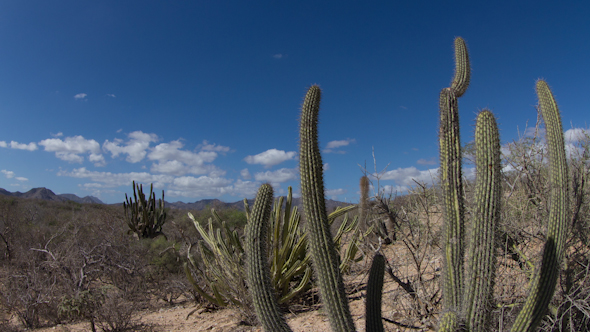 Cactus Desert Baja California Sur Mexico 2