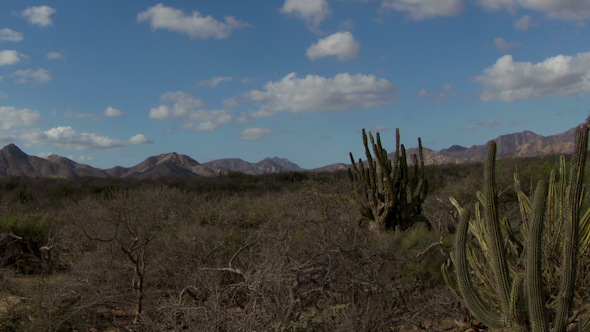 Cactus Desert Baja California Sur Mexico 6 alt