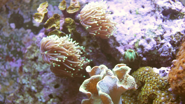 Fish Sealife Marine Aquarium Wildlife Underwater 2