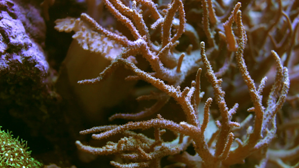 Fish Sealife Marine Aquarium Wildlife Underwater 5