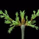 Ash-tree buds opening Time lapse. Footage with alpha channel - VideoHive Item for Sale