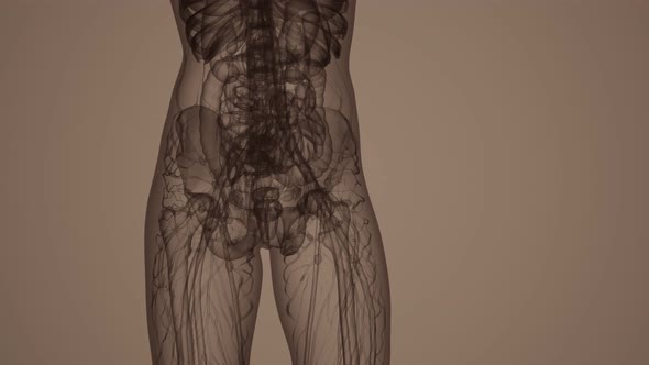 3D MRI Woman Body Scan