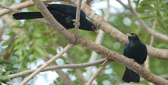 Asian Koel (Eudynamys scolopaceus) 01