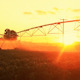 Agriculture Scene Sprinkler at Sunset - VideoHive Item for Sale
