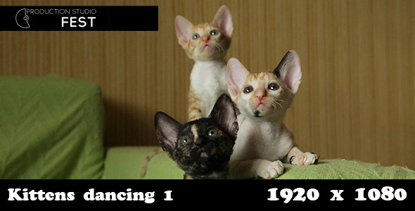 Kittens Dancing 1