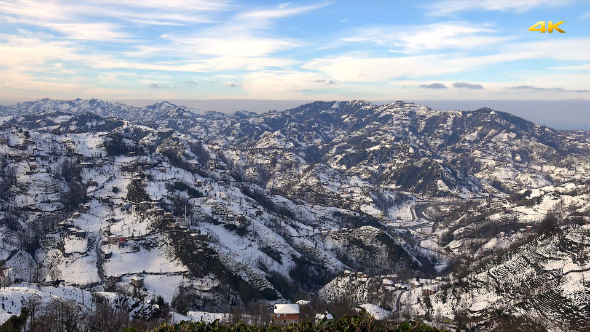 Snow on Green Tea Plantations 2 alt