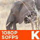 African Elephant Eating 02 - VideoHive Item for Sale