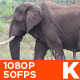 African Elephant Walking 01 - VideoHive Item for Sale