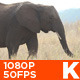 African Elephant Walking 02 - VideoHive Item for Sale