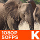 African Elephant Walking 04 - VideoHive Item for Sale