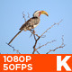 African Hornbill in Tree - VideoHive Item for Sale