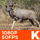 African Male Kudu - VideoHive Item for Sale