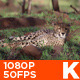 Cheetah 01 - VideoHive Item for Sale