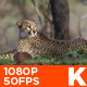 Cheetah 02 - VideoHive Item for Sale