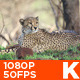 Cheetah 04 - VideoHive Item for Sale