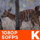 African Female Nyala - VideoHive Item for Sale