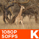 Giraffe Baby - VideoHive Item for Sale
