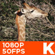 Giraffe Grazing 03 - VideoHive Item for Sale