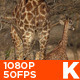 Giraffe Mother with Baby - VideoHive Item for Sale