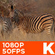 Zebra 01 - VideoHive Item for Sale