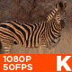 Zebra 02 - VideoHive Item for Sale