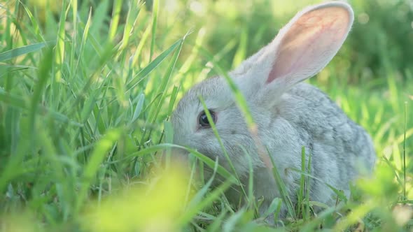 Cute Fluffy Light Gray Domestic Rabbit with Big Mustaches and Ears on a Green Juicy Meadow Grazes on