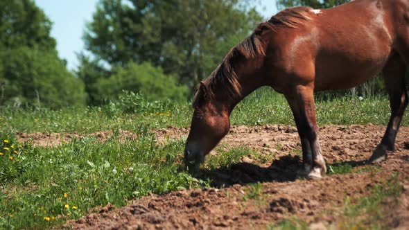 Chestnut Horse Grazes Eating Fresh Green Grass at Farmland