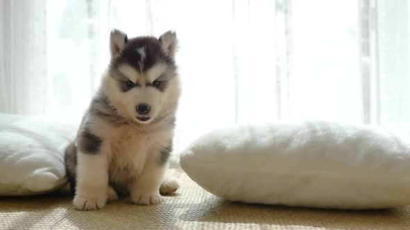 Cute Siberian Husky Puppy Sitting In Living Room