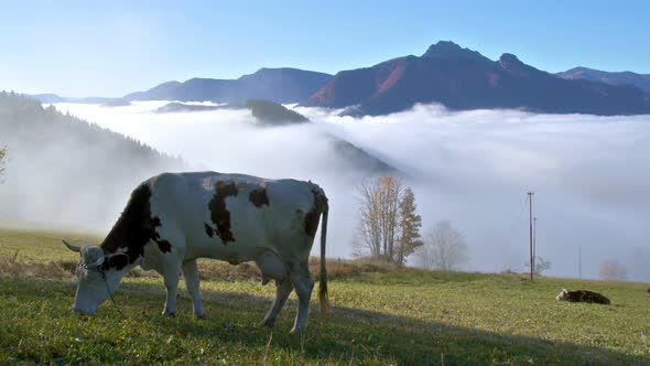 Cow is Feeding Grass on Green Natural Pasture in Foggy Alps Landscape