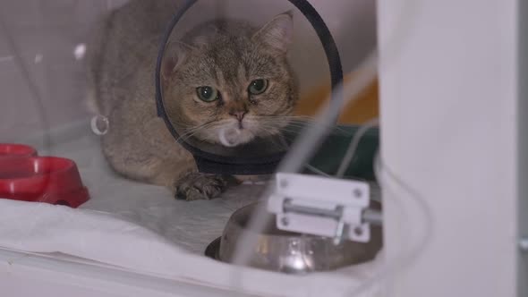 Sick Cat in a Cat Cone Collar Sitting in a Cage in a Veterinary Clinic