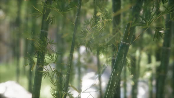 Green Bamboo Trees Forest Background alt